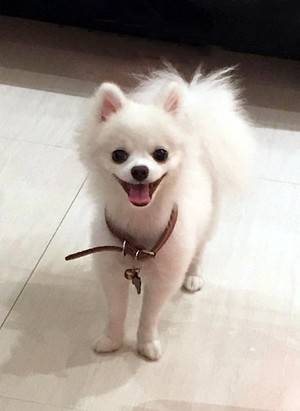 COCO