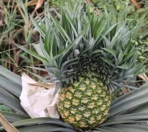 湛江徐闻县红星农场