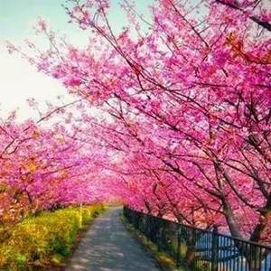广州从化区天适樱花悠乐园