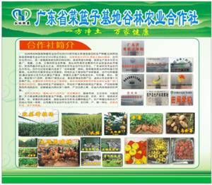谷林绿色蔬菜