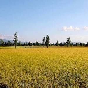江门市台山市都斛万亩稻田