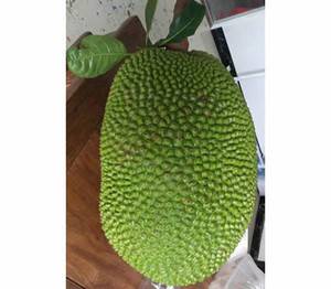 华峰蜜树菠萝